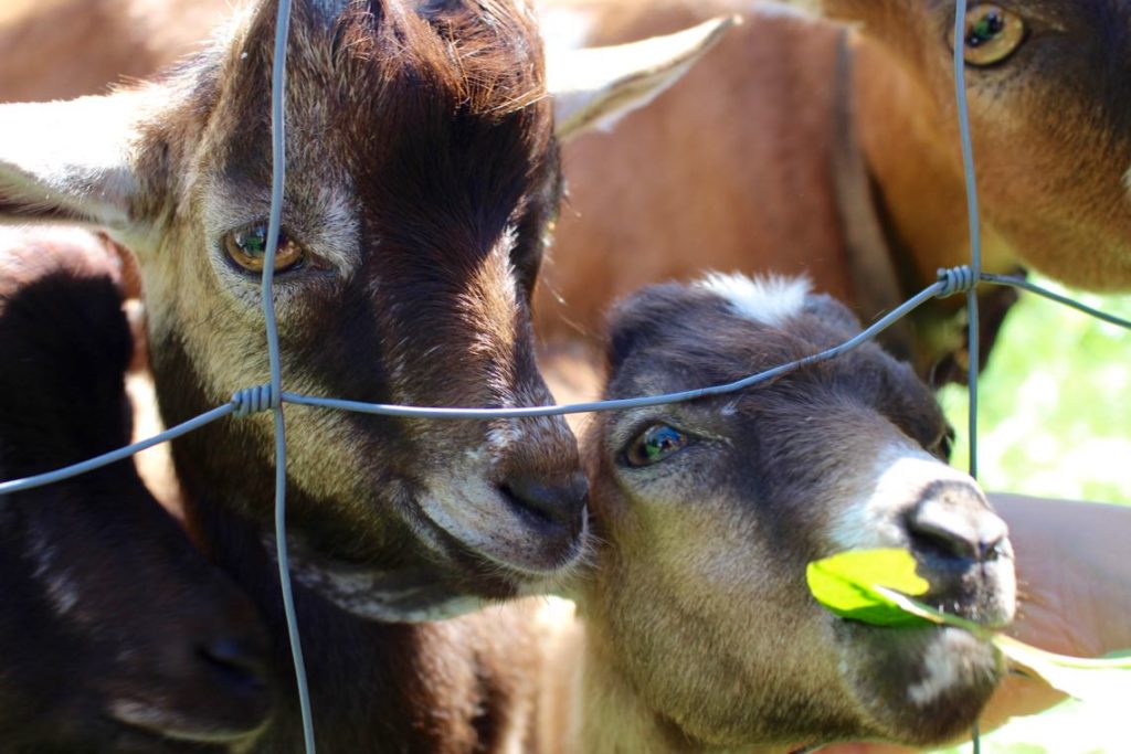 Landeiundco.de Wanderung in Lechbruck am See - landeiundco.de Landeiundco.de Wanderung in Lechbruck am See - landeiundco.de